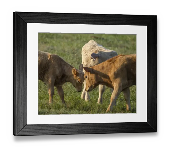 Framed Print : Calfs playing around, Sumter County, Florida Framed Print : Calfs playing around, Sumter County, Florida