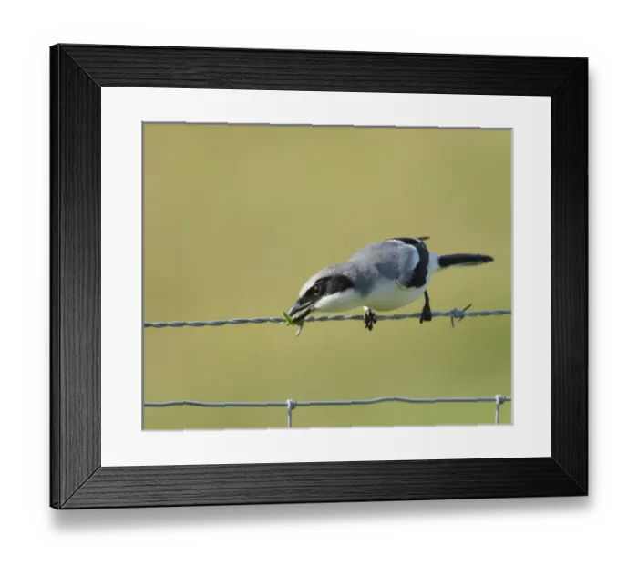 Framed Print : Loggerhead Shrike known as buther-birds, eating a grasshopper, Lanius ludovicianus Framed Print : Loggerhead Shrike known as buther-birds, eating a grasshopper, Lanius ludovicianus