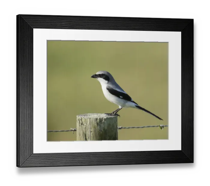Framed Print : Loggerhead Shrike adult with food for young, Lanius ludovicianus, Celery fields Framed Print : Loggerhead Shrike adult with food for young, Lanius ludovicianus, Celery fields