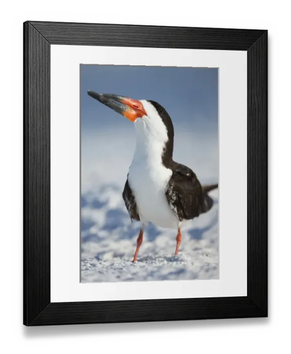 Framed Print : Black Skimmer, Rynchops niger, Gulf of Mexico, Florida Framed Print : Black Skimmer, Rynchops niger, Gulf of Mexico, Florida