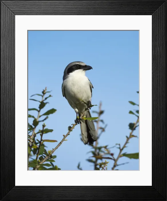 Framed Print : Loggerhead Shrike on lookout after feeding young, Lanius ludovicianus, Celery fields