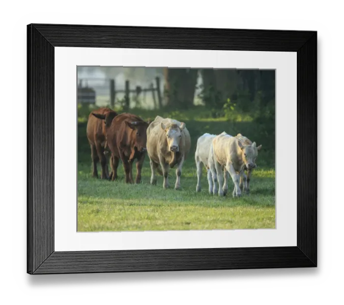 Framed Print : Mixed cattle coming for water, Florida Framed Print : Mixed cattle coming for water, Florida