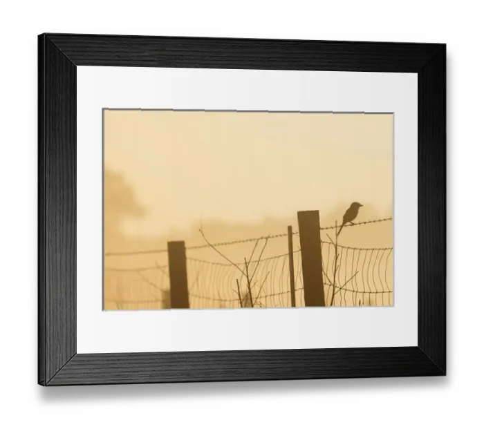 Framed Print : On a foggy morning a Loggerhead Shrike hunting on barbed wire at sunrise, Lanius ludovicianus
