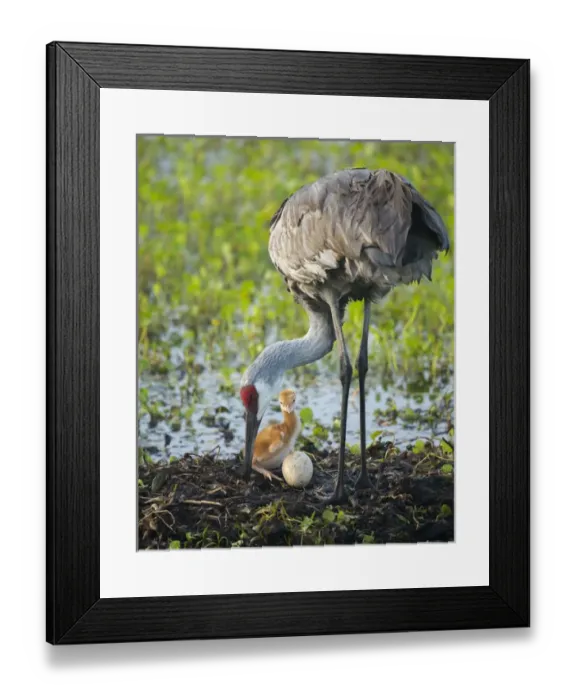 Framed Print : Just hatched, Sandhill crane rotating second egg, first colt, Grus canadensis, Florida Framed Print : Just hatched, Sandhill crane rotating second egg, first colt, Grus canadensis, Florida