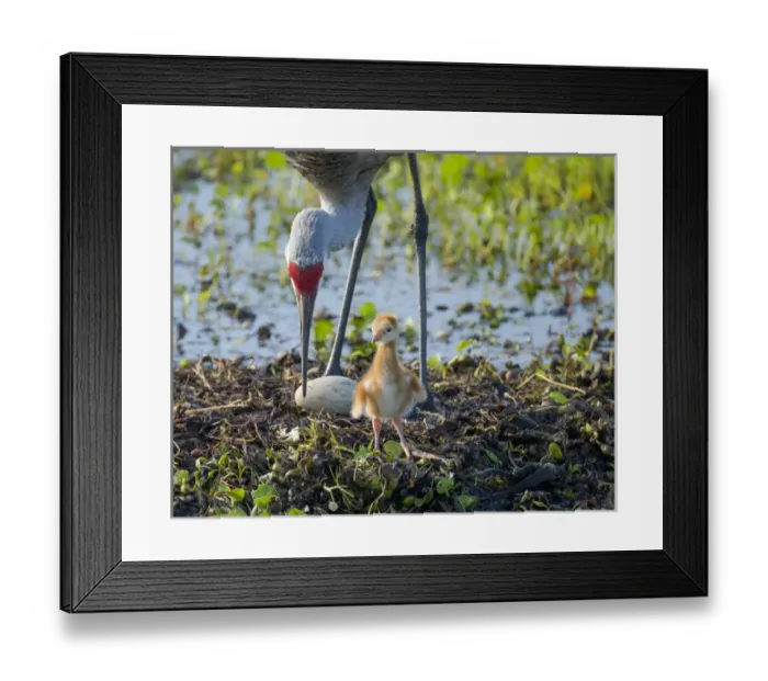 Framed Print : Sandhill crane inspecting second egg, Grus canadensis, Florida, wild