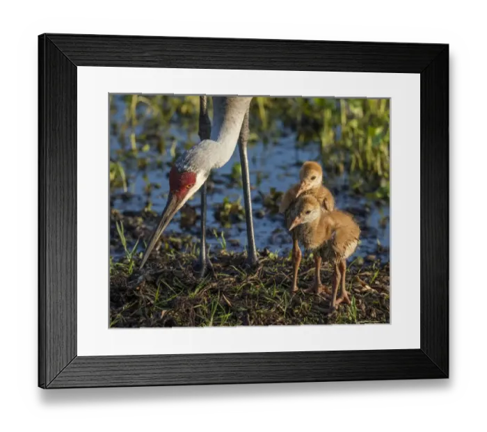 Framed Print : Sandhill crane colts on nest with parent, Grus canadensis, Florida, wild Framed Print : Sandhill crane colts on nest with parent, Grus canadensis, Florida, wild