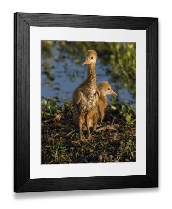 Framed Print : Sandhill crane colts on nest, Grus canadensis, Florida, wild Framed Print : Sandhill crane colts on nest, Grus canadensis, Florida, wild