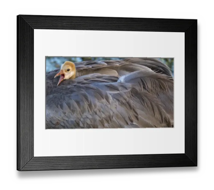Framed Print : Sandhill crane on nest with baby on back, Grus canadensis, Florida, wild Framed Print : Sandhill crane on nest with baby on back, Grus canadensis, Florida, wild
