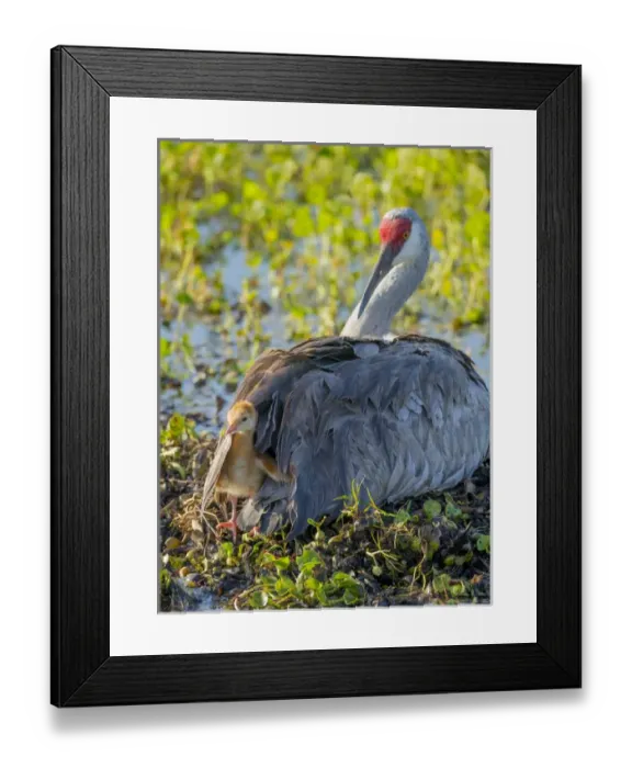 Framed Print : Sandhill crane on nest with one day old colt peaking out of feathers, Grus canadensis