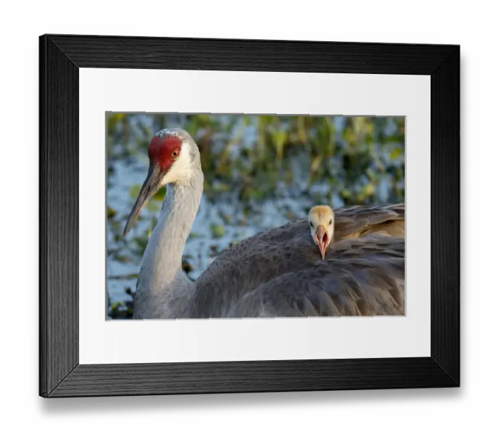 Framed Print : Sandhill crane on nest with baby on back, Grus canadensis, Florida, wild Framed Print : Sandhill crane on nest with baby on back, Grus canadensis, Florida, wild