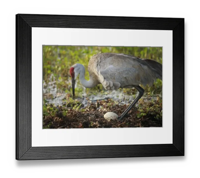 Framed Print : Sandhill crane squatting back on nest, Grus canadensis, Florida, wild Framed Print : Sandhill crane squatting back on nest, Grus canadensis, Florida, wild