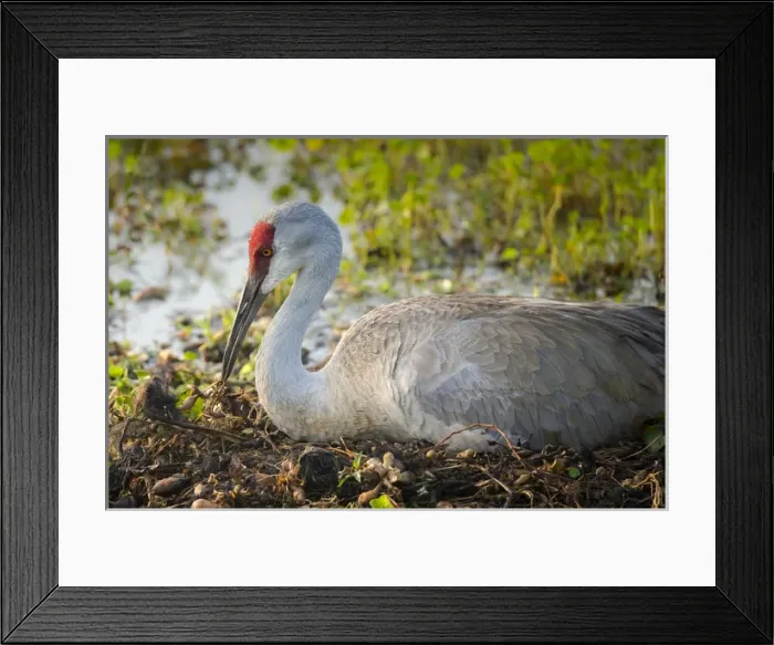Framed Print : Sandhill crane, rebuilding nest, Grus canadensis, Florida, wild Framed Print : Sandhill crane, rebuilding nest, Grus canadensis, Florida, wild
