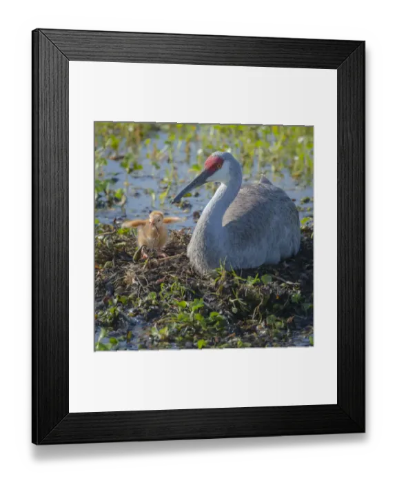 Framed Print : Sandhill crane feeding first colt a dragonfly, Grus canadensis, Florida, wild, sequence Framed Print : Sandhill crane feeding first colt a dragonfly, Grus canadensis, Florida, wild, sequence