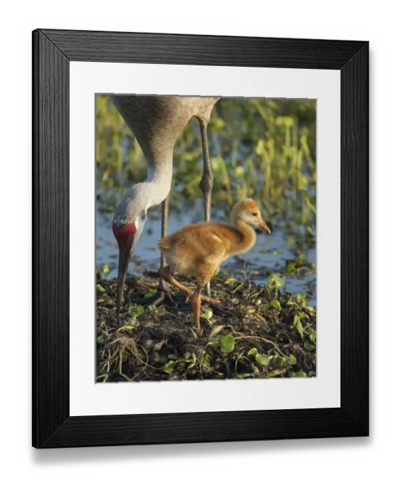 Framed Print : Sandhill crane with both colt on nest, Grus canadensis, Florida, wild Framed Print : Sandhill crane with both colt on nest, Grus canadensis, Florida, wild