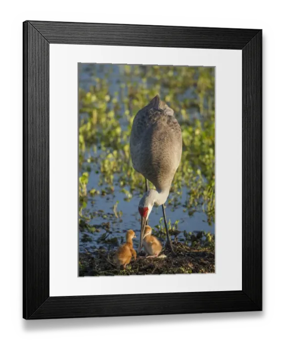 Framed Print : Sandhill crane with both colts, Grus canadensis, Florida, wild