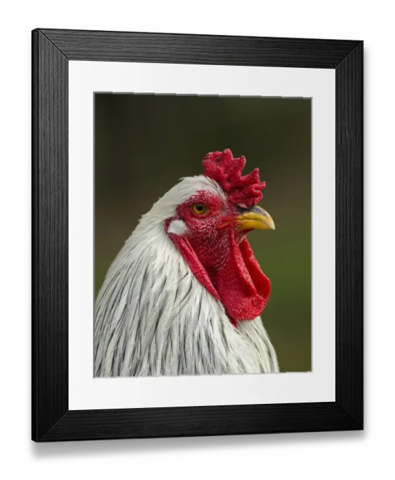 Framed Print : White brahma rooster, Gallus gallus domesticus, Florida Framed Print : White brahma rooster, Gallus gallus domesticus, Florida