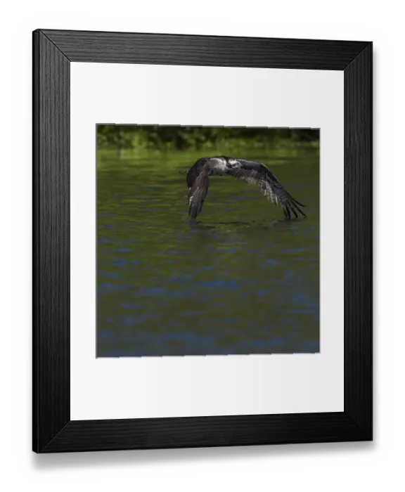 Framed Print : Osprey in-flight, Pandion haliaetus, Lake Woodruff NWR, Florida