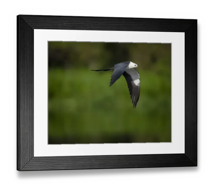 Framed Print : Swallow-tailed kite in flight, Elanoides forficatus, Lake Woodruff NWR, Florida, USA Framed Print : Swallow-tailed kite in flight, Elanoides forficatus, Lake Woodruff NWR, Florida, USA