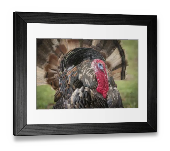 Framed Print : Domestic bronze gobbler, Florida barnyard Framed Print : Domestic bronze gobbler, Florida barnyard