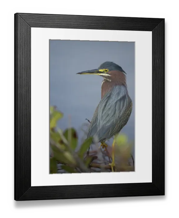 Framed Print : Green-backed heron among red mangroves, Butorides virescens, Merritt Island NWR, Florida Framed Print : Green-backed heron among red mangroves, Butorides virescens, Merritt Island NWR, Florida