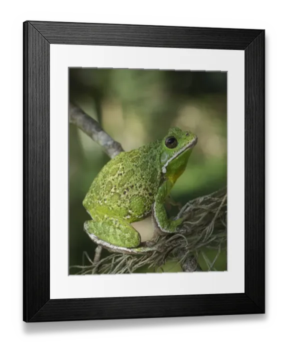 Framed Print : Barking tree frog on branch, Hyla gratiosa, Florida Framed Print : Barking tree frog on branch, Hyla gratiosa, Florida
