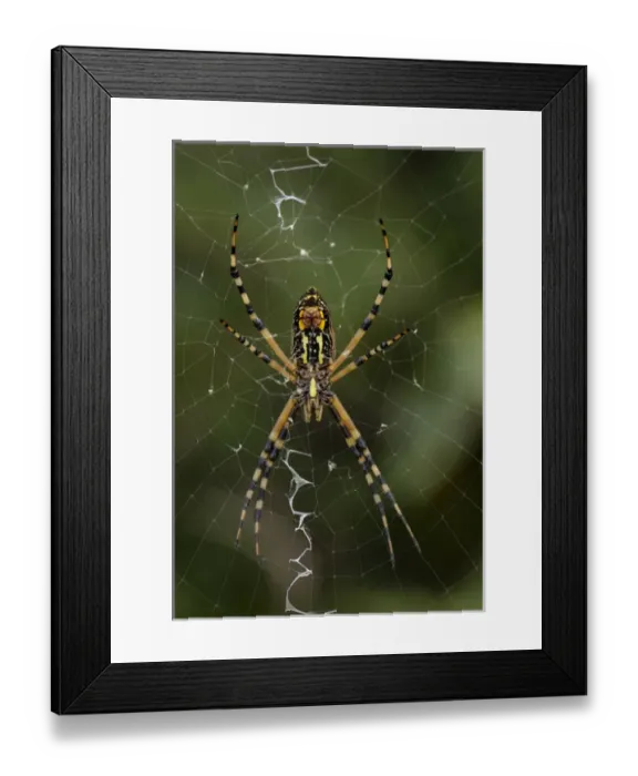Framed Print : Closeup of the two palps (feelers) on the Female Black and Yellow Argiope, Argiope aurantia Framed Print : Closeup of the two palps (feelers) on the Female Black and Yellow Argiope, Argiope aurantia