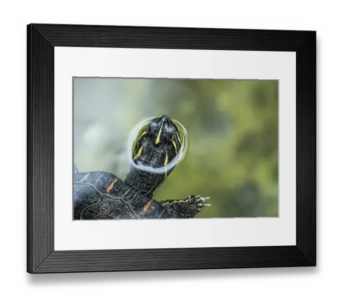 Framed Print : A turtle swimming with its head peeping out of the water at the Alligator Farm in St Framed Print : A turtle swimming with its head peeping out of the water at the Alligator Farm in St
