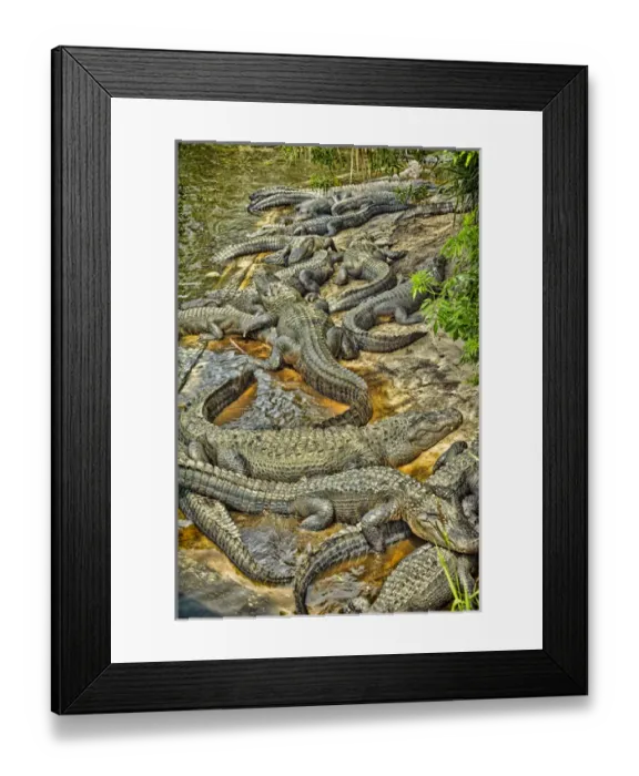 Framed Print : A congregation of alligators at the Alligator Farm Zoological Park, St. Augustine Framed Print : A congregation of alligators at the Alligator Farm Zoological Park, St. Augustine