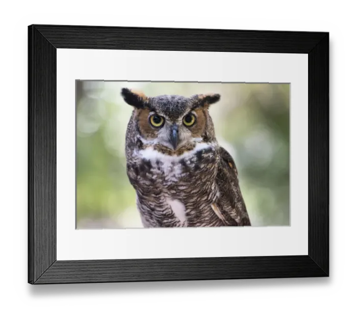 Framed Print : Close up Portrait of Great Horned Owl looking at you Framed Print : Close up Portrait of Great Horned Owl looking at you