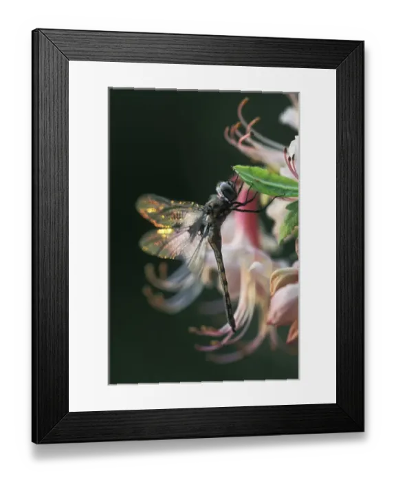 Framed Print : USA, Georgia, Close-up of dragonfly Backlit on Azalea Framed Print : USA, Georgia, Close-up of dragonfly Backlit on Azalea