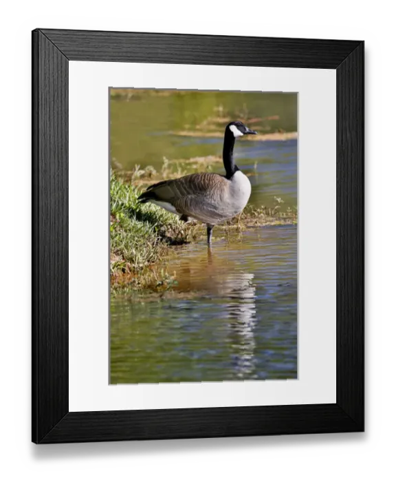 Framed Print : Canada Goose lakeside reflection Callaway Gardens, Georgia Framed Print : Canada Goose lakeside reflection Callaway Gardens, Georgia