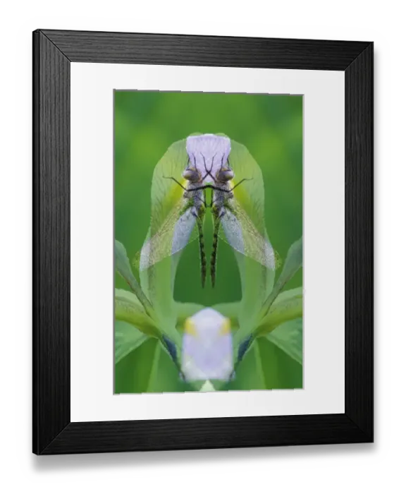 Framed Print : USA, Georgia. Dragonfly montage. Credit as: Nancy Rotenberg  /  Jaynes Gallery  /  DanitaDelimont