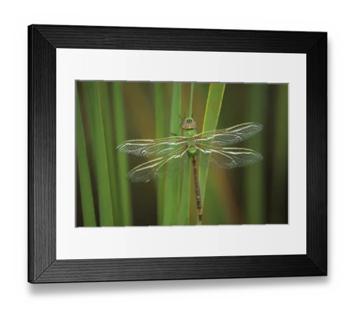 Framed Print : USA, Georgia. Green darner dragonfly on reeds