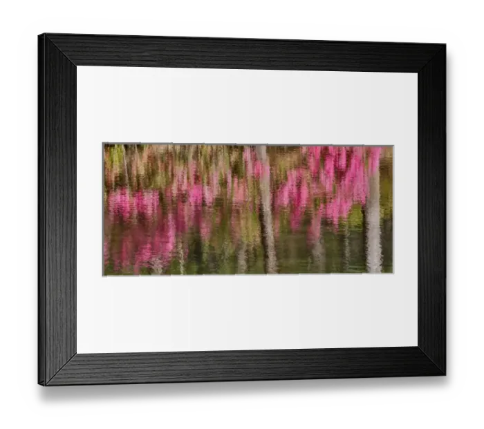 Framed Print : Tree trunks and azeleas reflected in calm pond, Callaway Gardens, Georgia Framed Print : Tree trunks and azeleas reflected in calm pond, Callaway Gardens, Georgia
