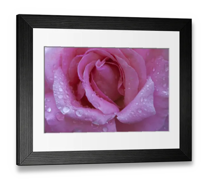 Framed Print : North America, USA, Georgia; Savannah; Rose with dew drops Framed Print : North America, USA, Georgia; Savannah; Rose with dew drops