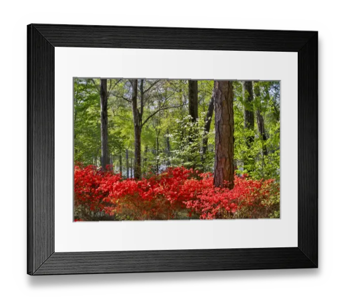 Framed Print : Azeleas in bloom under pine trees, Callaway Gardens Georgia Framed Print : Azeleas in bloom under pine trees, Callaway Gardens Georgia