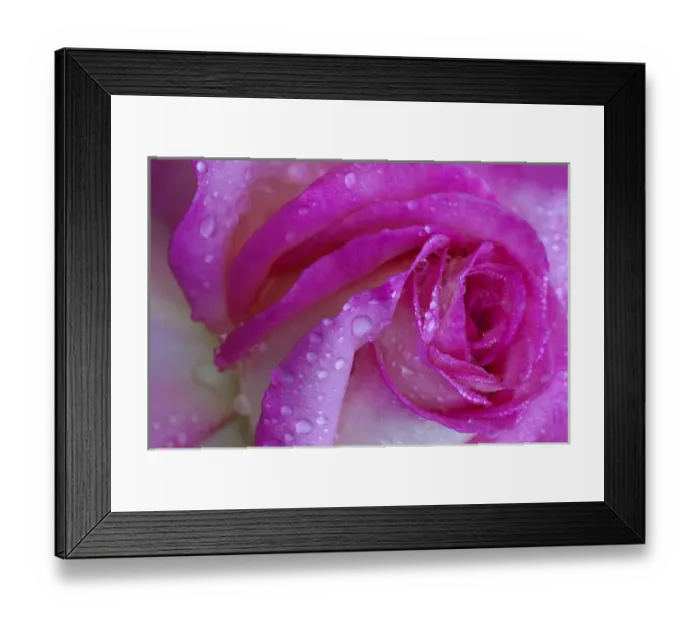 Framed Print : North America, USA, Georgia; Savannah; Rose with dew drops Framed Print : North America, USA, Georgia; Savannah; Rose with dew drops