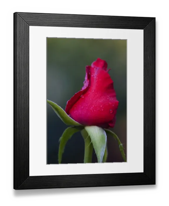 Framed Print : North America, USA, Georgia; Savannah; Rose bud with dew drops