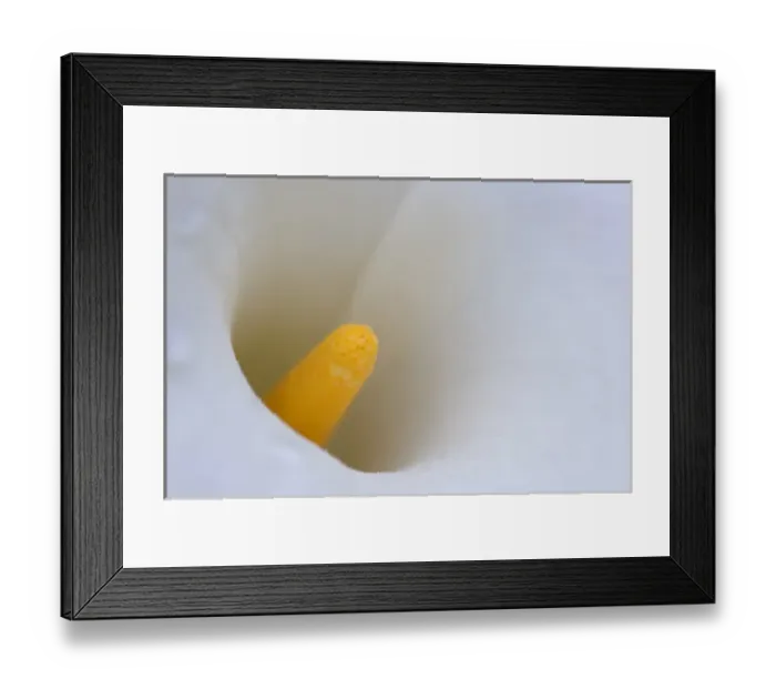 Framed Print : North America, USA, Georgia; Savannah; Close up of a Calla lily