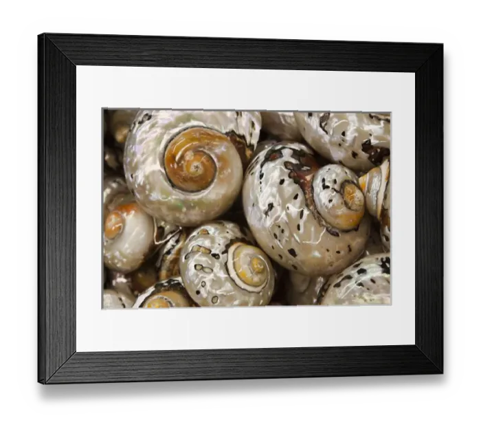 Framed Print : USA; North America; Florida; Apalachicola; Colorful shells in a group