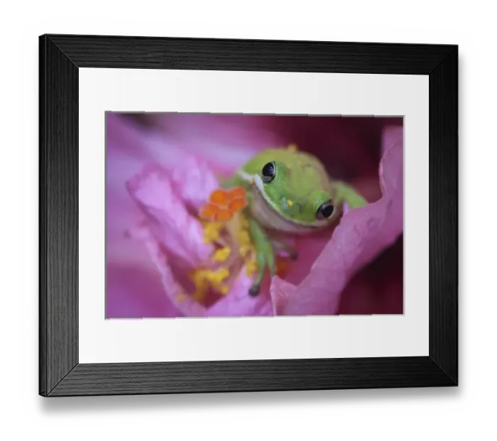 Framed Print : North America, USA, Georgia; Savannah; Green frog on a hibiscus bloom Framed Print : North America, USA, Georgia; Savannah; Green frog on a hibiscus bloom
