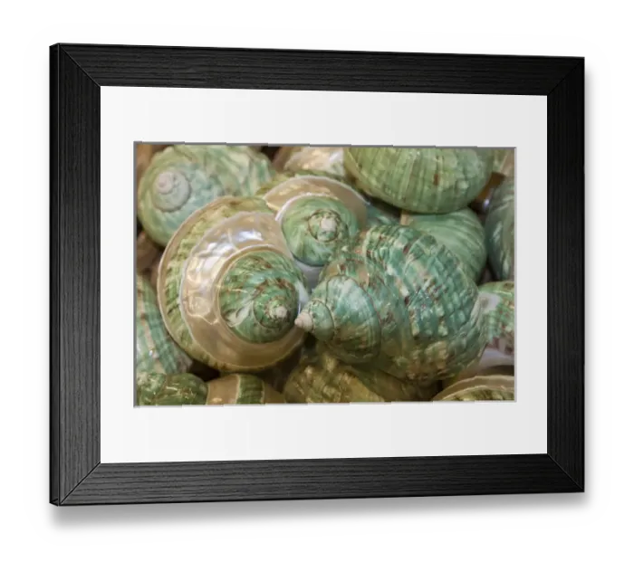Framed Print : USA; North America; Florida; Apalachicola; Colorful shells in a group Framed Print : USA; North America; Florida; Apalachicola; Colorful shells in a group