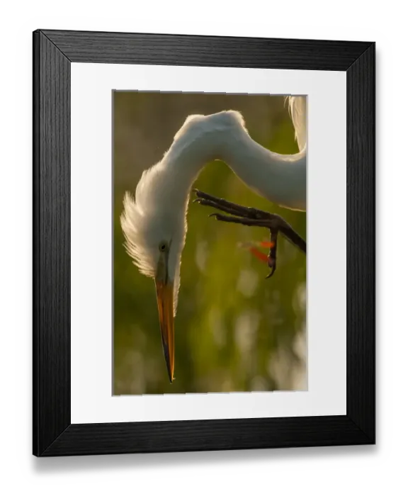 Framed Print : USA, Florida, Gatorland. Close-up profile of great egret Framed Print : USA, Florida, Gatorland. Close-up profile of great egret