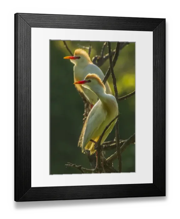 Framed Print : USA, Florida, Gatorland. Two cattle egrets in breeding plumage
