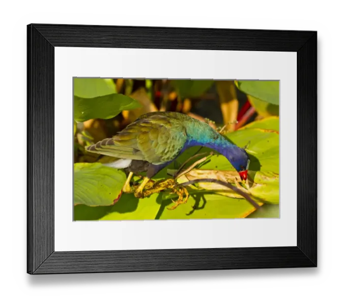 Framed Print : USA, Florida. Close-up of purple gallinule searching for food Framed Print : USA, Florida. Close-up of purple gallinule searching for food