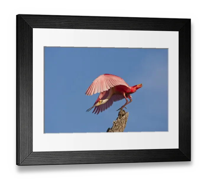 Framed Print : USA, Florida, Anastasia Island. Roseate spoonbill taking off