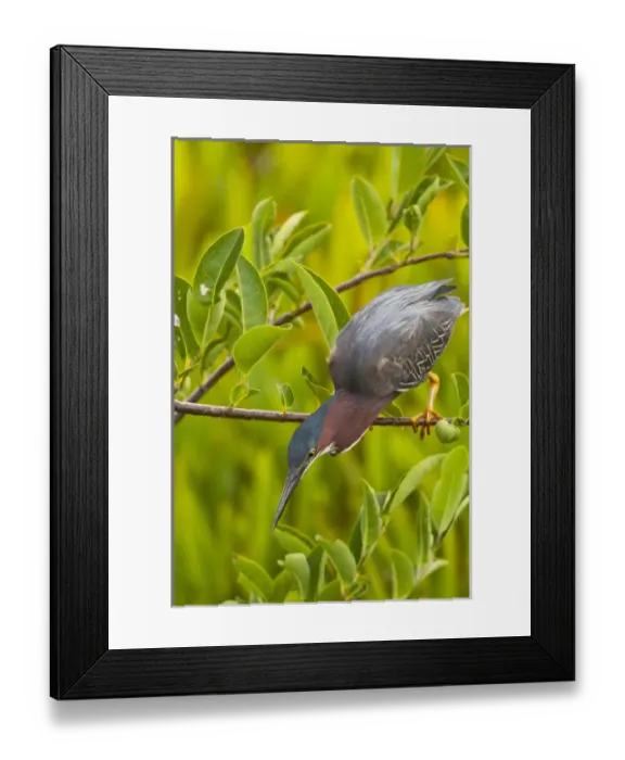 Framed Print : USA, Florida. Green heron hunting from a branch Framed Print : USA, Florida. Green heron hunting from a branch