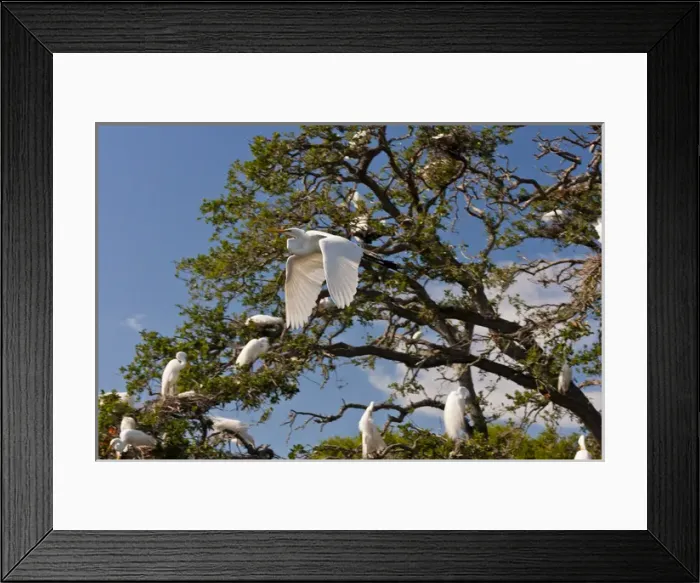 Framed Print : USA, Florida, Anastasia Island. Great egret flying past egret tree rookery. Credit as Framed Print : USA, Florida, Anastasia Island. Great egret flying past egret tree rookery. Credit as