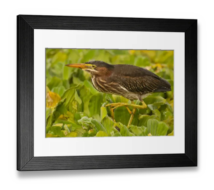 Framed Print : USA, Florida, Palm Beach County. Close-up of juvenile green heron Framed Print : USA, Florida, Palm Beach County. Close-up of juvenile green heron