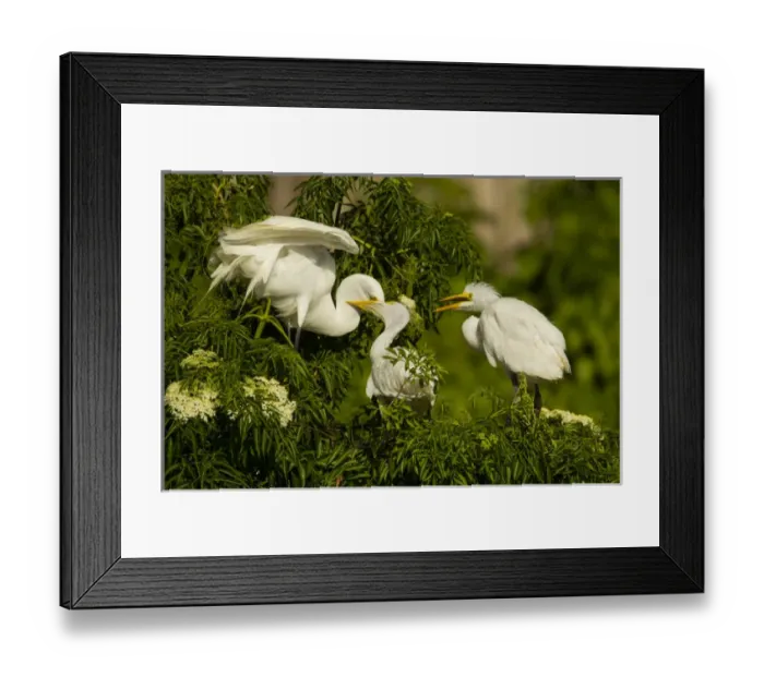 Framed Print : USA, Florida, Gatorland. Great egret chicks being fed by parent Framed Print : USA, Florida, Gatorland. Great egret chicks being fed by parent